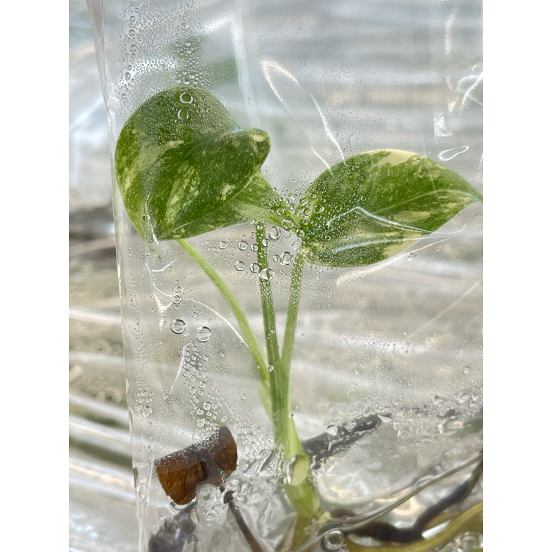 10 ต้น (สุ่ม) มอนไทคอนด่าง  Monstera Thai Constellation เนื้อเยื่อ - รูปที่ 4