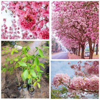 ต้นชมพูพันธุ์ทิพย์ ดอกสวย สูง 70-90 ซม.