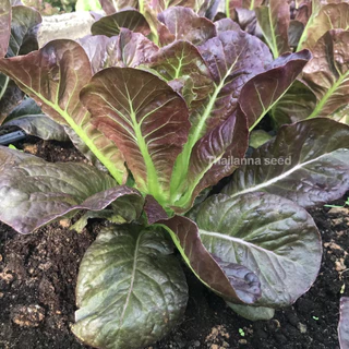 เมล็ดพันธุ์ผักสลัด เรดคอส พันธุ์แจสเปอร์ ( ขนาด 0.5 กรัม ) รหัสสินค้า 3020