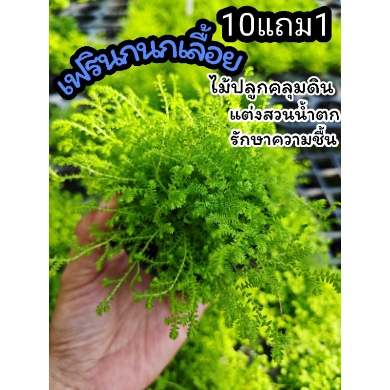 ต้นเฟรินกนกเลื้อย สวนน้ำตก สวนหิน ไม้น้ำ เฟรินกนกนารีเลื้อย เฟรินนาคราช มอสดิน ต้นกล้า เมล็ดพันธุ์ ดิน ปุ๋ย กระถา ต้นไม้