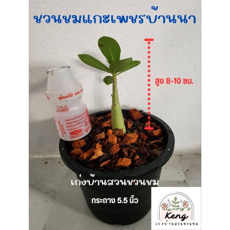 ชวนชมเพชรบ้านนา อราบิคั่ม (Arabicum)