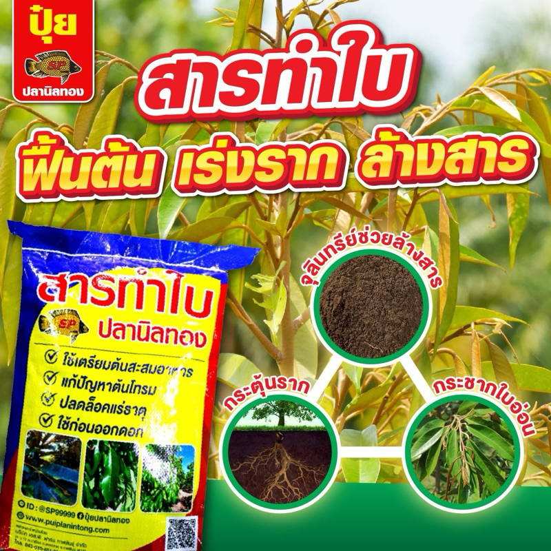 สารทำใบปลานิลทอง(แบ่ง 1 กก) เร่งแตกยอด เพิ่มใบเขียว เร่งทำใบ