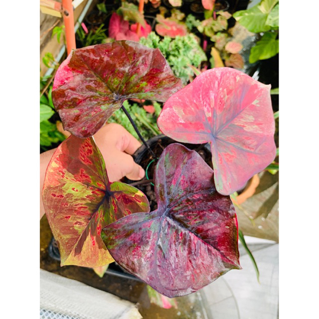 ปีศาจแดง บอนสีแดงหน้าดุ