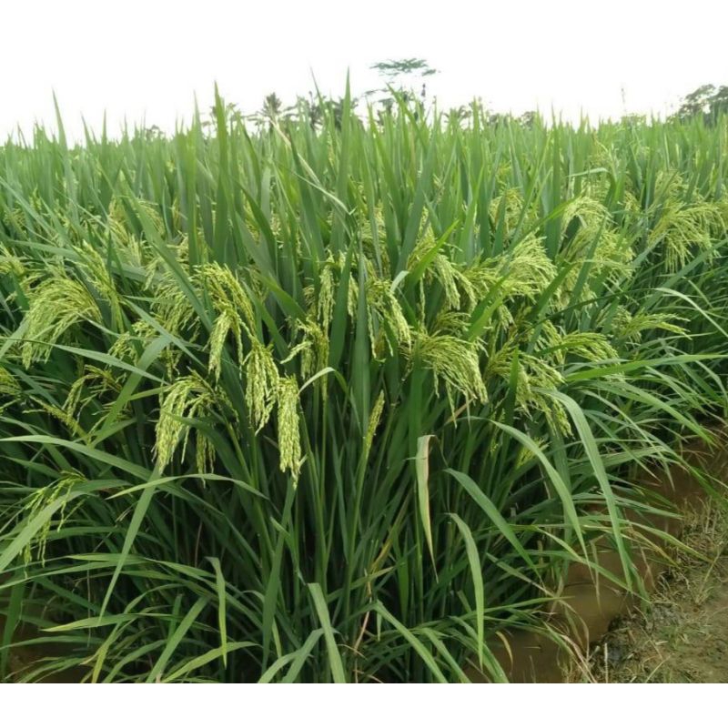 เมล็ดพันธุ์ข้าว 303AGT ( 100 กรัม )