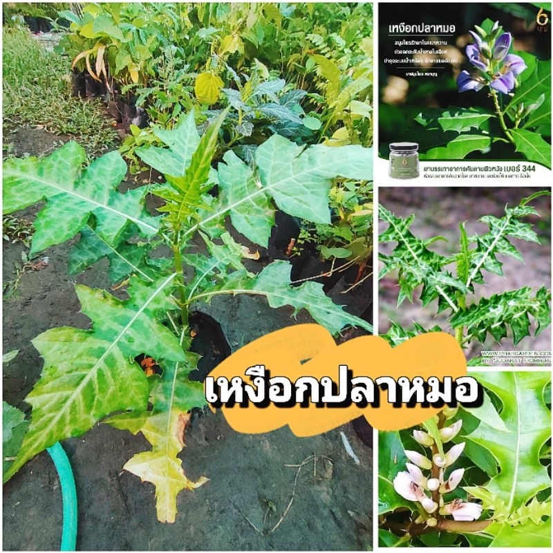ต้นเหงือกปลาหมอ สมุนไพรเเก้ผื่นพิษ โรคผิวหนัง ขับเสมหะ ต้นพันธุ์เเข็งเเรงพร้อมปลูก สินค้าเสียหายยินดีเคลมฟรี