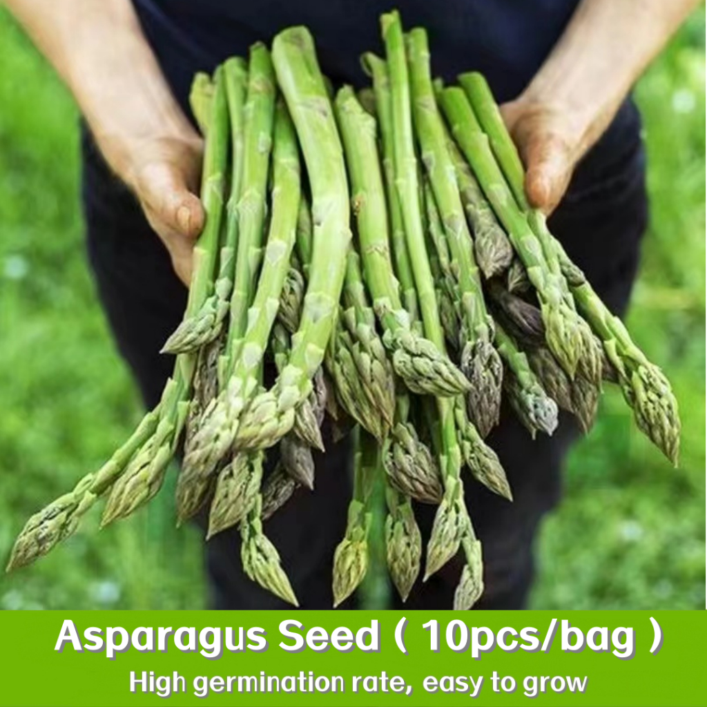 10เมล็ด/ถุง หน่อไม้ฝรั่งเขียว Asparagus Seeds Vegetable plants สวนครัว อาหารเพื่อสุขภาพ