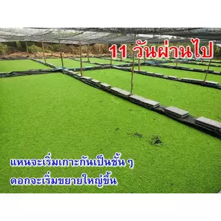 แหนแดงไมโครฟิลล่า แหนแดงเกษตร สด ใหม่ ปลอดสารพิษ แข็งแรง ไนโตรเจน โปรตีนสูง