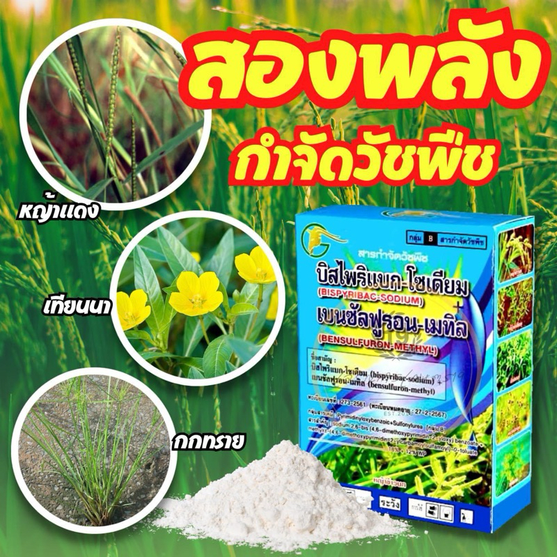 บิสไพริแบกโซเดียม+เบนซัลฟูรอลเมทิล กำจัดหญ้าข้าวนก หญ้าดอกขาว ผักปอดนา เทียนนา หนวดปลาดุก กกทราย