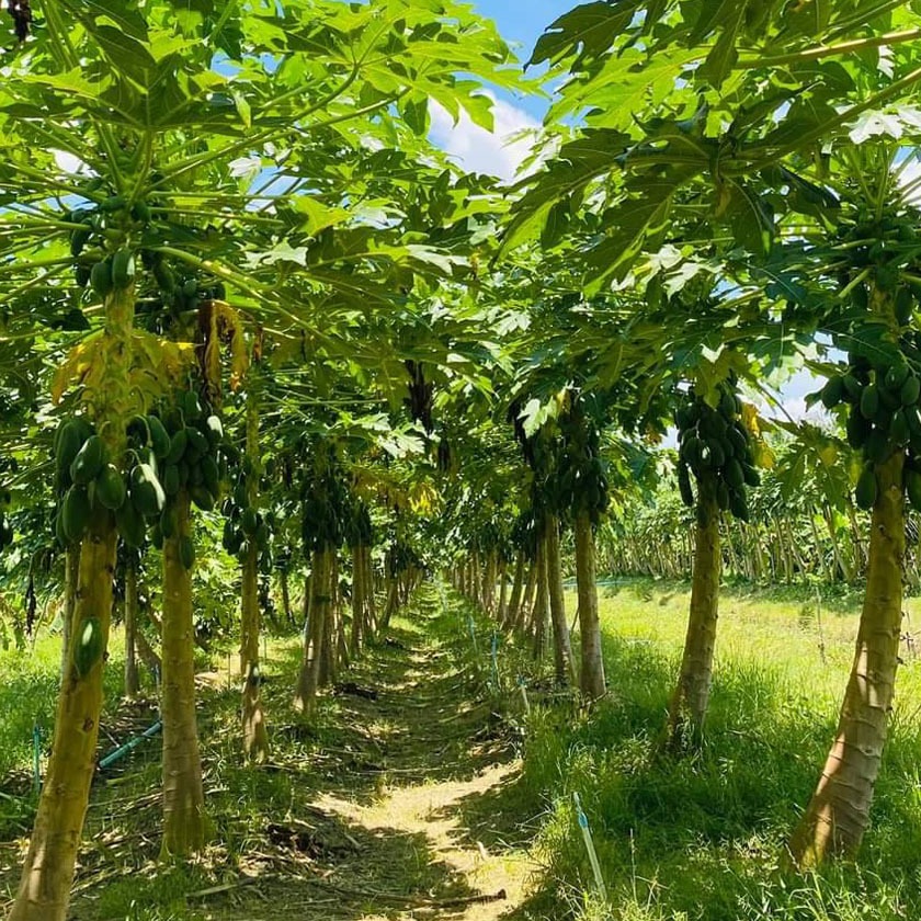 เมล็ดมะละกอพันธุ์เรดเลดี้ 10 กรัม จำนวน 500 – 600 เมล็ด ราคา ถูกที่สุด ดีลบีเคเค แกลเลอรีภาพที่ 3