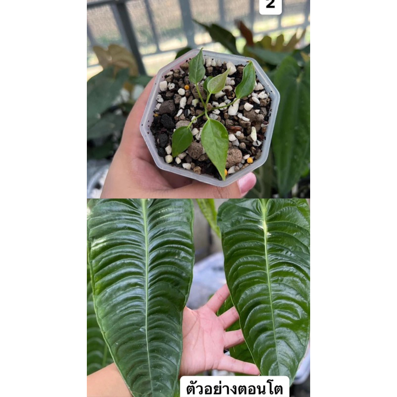 Anthurium Veitchii King (คิง) ต้นเล็ก ในรูป