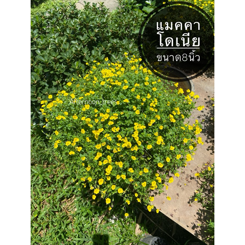 แมคคาโดเนีย ขนาด8นิ้ว ดอกไม้กินได้ (มีลวด) ส่งพร้อมกระถาง