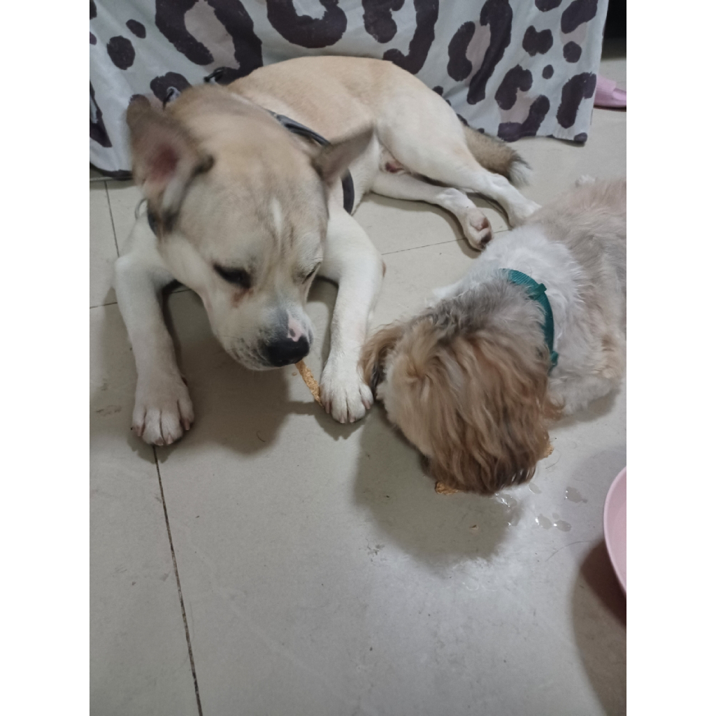 PRO CHEW JUMBO Crispy Chicken Stick 75 g โปวชิว จัมโบ้ป๊อกกี้ไก่(จัมโบ้ไก่แท่งกรอบ) ขนาด M 75 กรัม ขนมหมา ขนมสุนัข - รูปที่ 5