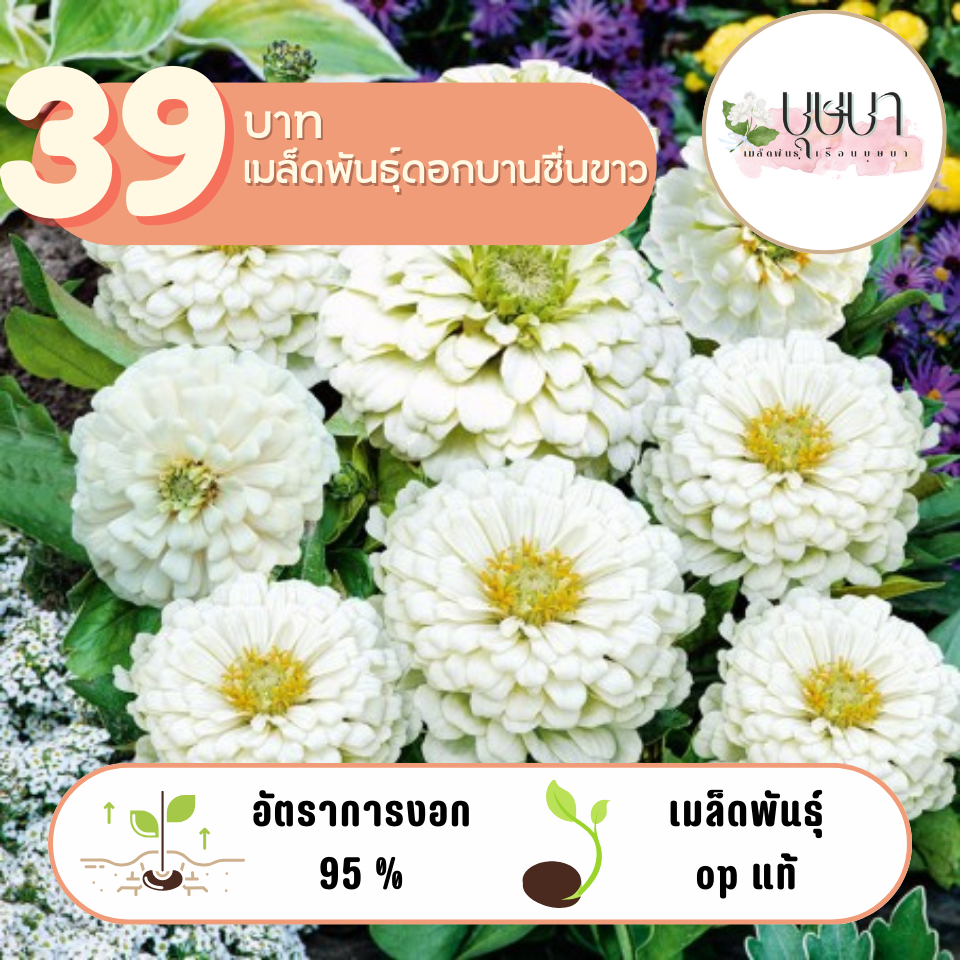 ดอกบานชื่นขาว 39บาท 300เมล็ด