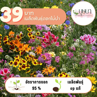 ดอกไม้ป่า 39 บาท 500เมล็ด