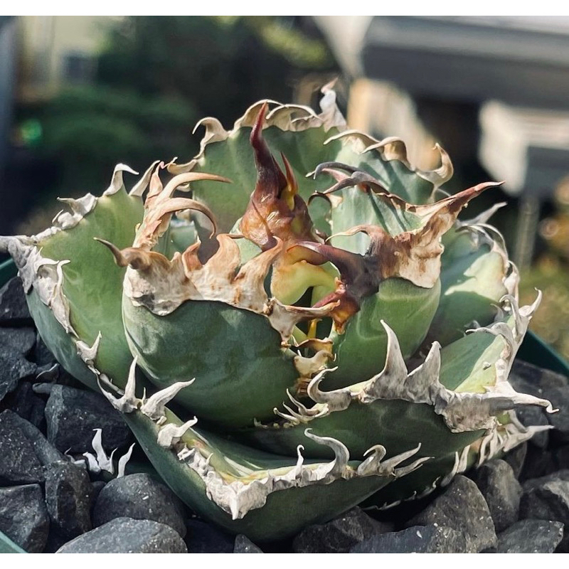 Agave Titanota King Kong/Red Lion (พร้อมส่ง)