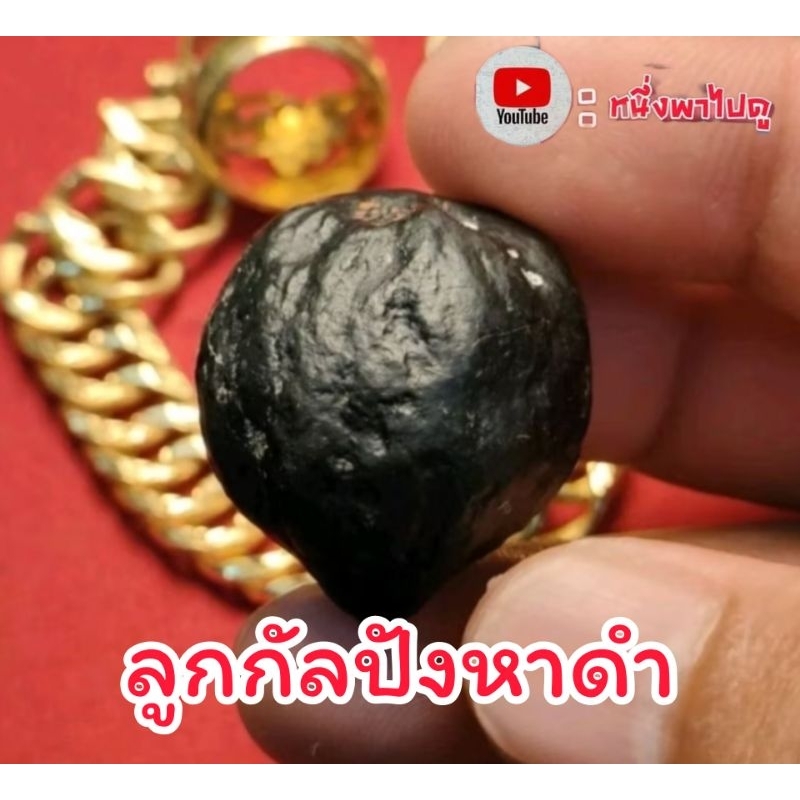 ลูกกัลปังหาดำ ลูกกัลปังหา กัลปังหา