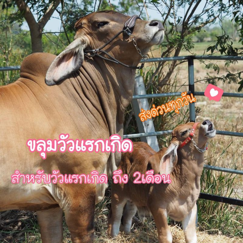 ขลุมลูกวัว รุ่นแรกเกิด ถึง 2เดือน