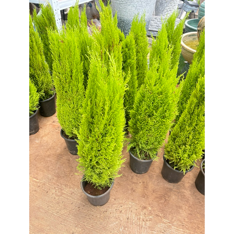 สนเลม่อน 🌲🍋Cupressus macrocarpa 'Lemon Cypress' 70-80cm