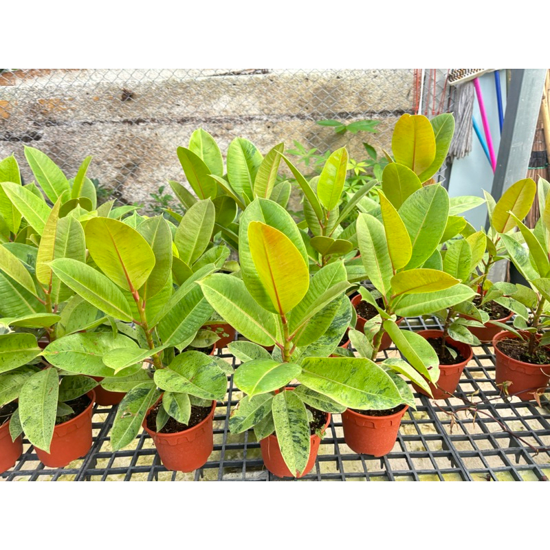 ยางอินเดียด่างกระลายหินอ่อน Ficus Elastica Shivereianaยางอินเดียด่างมิ้นต์กระถาง6นิ้ว