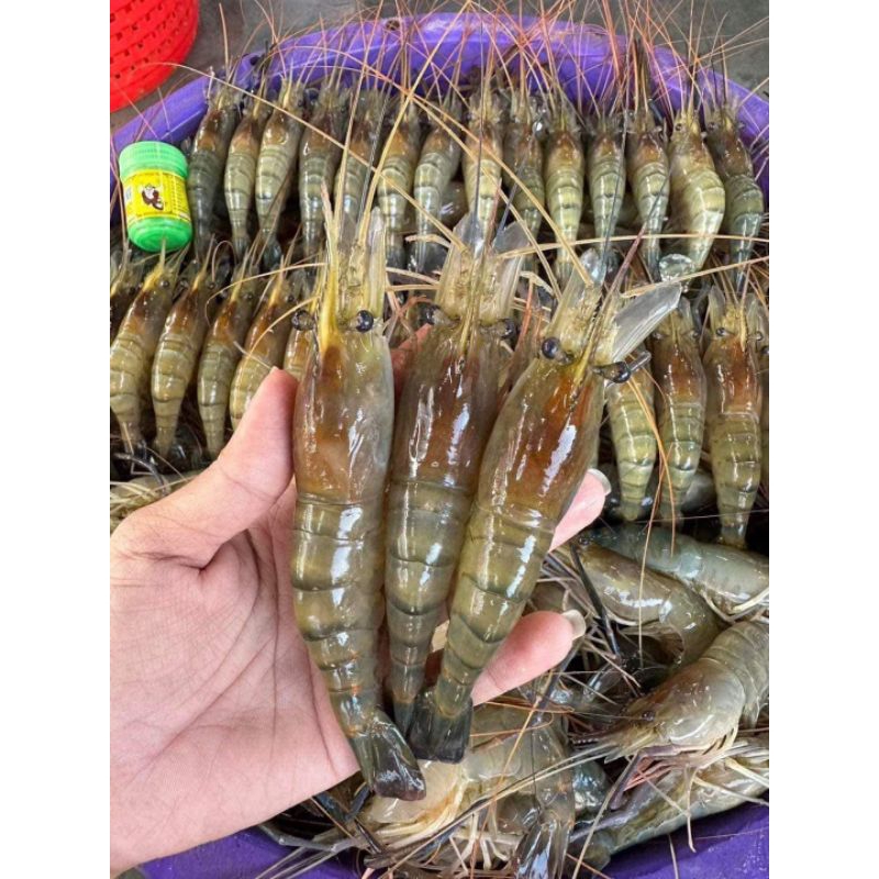 กุ้งหัวแก้วไซส์20-30ตัวต่อโล กุ้งแม่น้ำคัดหัวแก้วล้วนๆ 95% แบ่งขายแพ็คละ1กิโลกรัม เป็นกุ้งสดจากบ่อแล