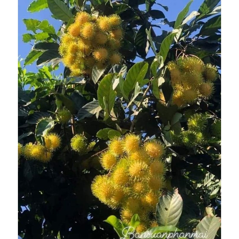 ต้นเงาะน้ำตาลกรวด ต้นติดตา1_1.2เมตร