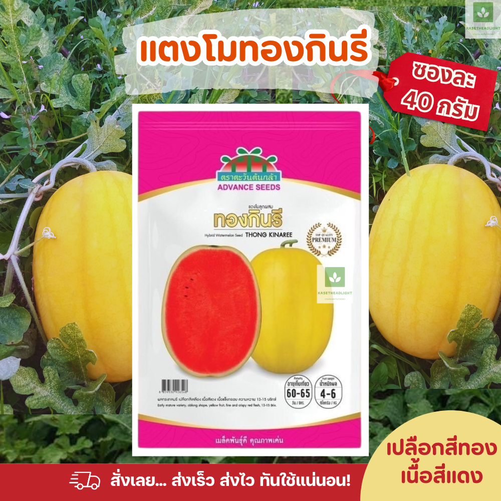 แตงโมทองกินรี 40กรัม เมล็ดพันธุ์แตงโม แตงโมเหลือง แตงโมทองกินรี ตะวันต้นกล้า