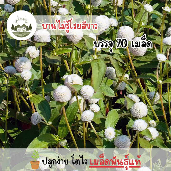 ดอกบานไม่รู้โรยสีขาว 70 เมล็ด