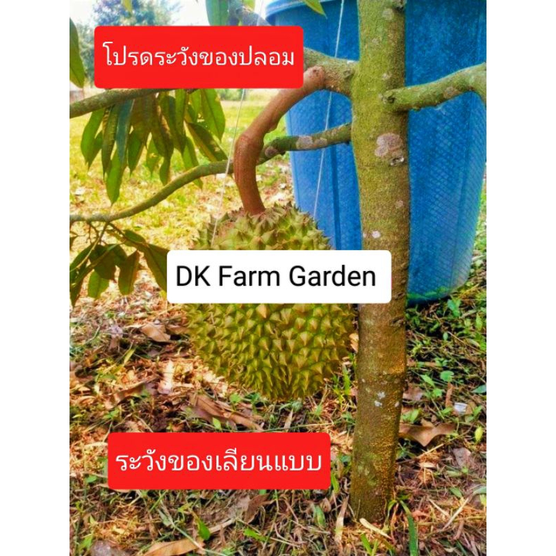 🌲ของแท้ต้นตำรับ 🌲ต้นทุเรียนแคระอินโด เตี้ยอินโด สายพันธุ์​แท้ ติดผลใน2ปี ต้นไม่สูง ใช้พื้นที่​น้อย ผสมเชื้อไตรโคเดอร์มา🌲