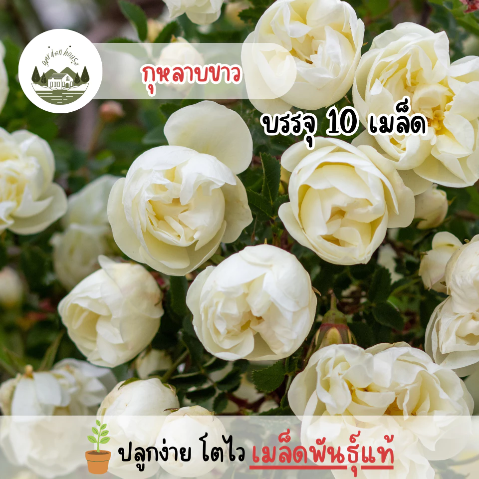กุหลาบสีขาว 10 เมล็ด