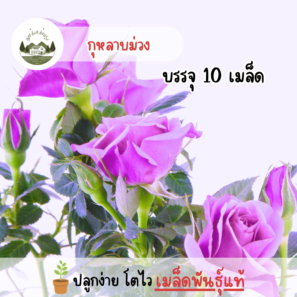 กุหลาบสีม่วง 10 เมล็ด