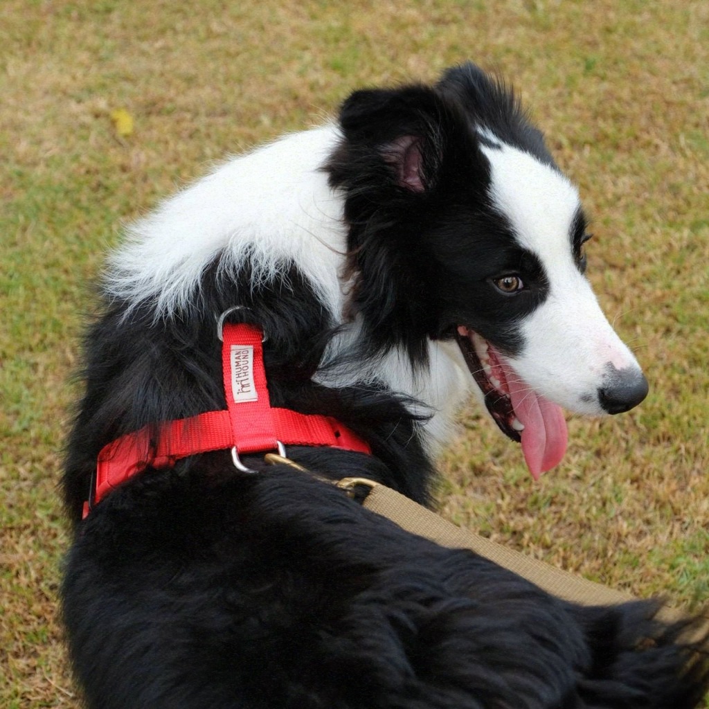 Red Fox H-harness สายรัดอกสุนัข Human and Hound รุ่น h-harness ไซส์ S-L :  สายรัดอกสุนัข สี Red Fox ทรง H-harness