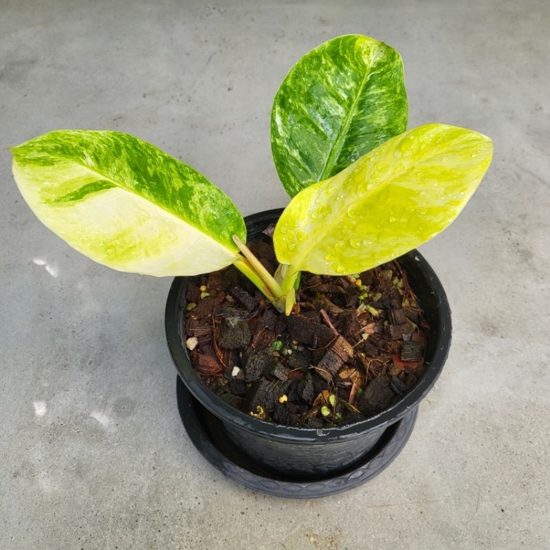 Philodendron Moonlight Marble Variegated ฟิโลเดนดรอนมูนไลท์ มาร์เบิ้ล หรือ ต้นกุมารทองเรียกทรัพย์ด่า