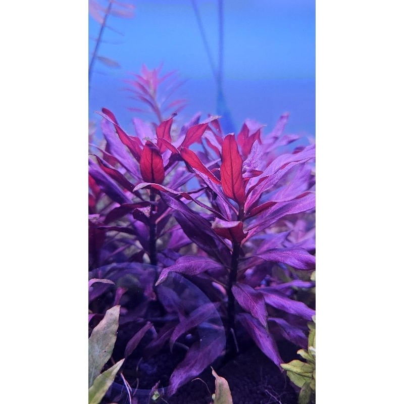 ลัดวิเจีย แกรนดูโลซ่า ใบน้ำ Ludwigia glandulosa / Ludwigia perennis.