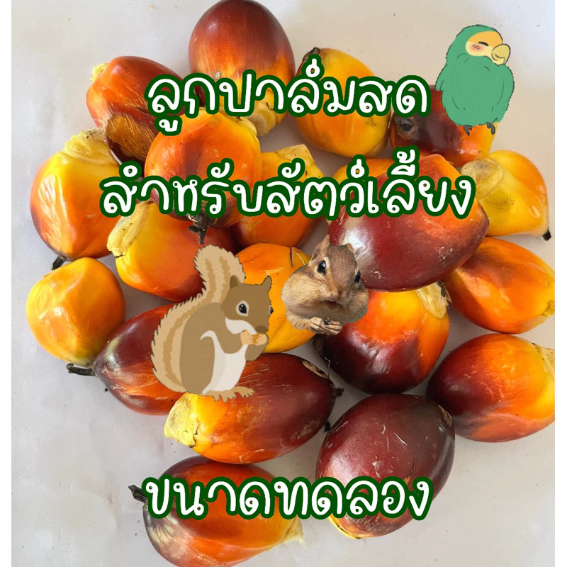 ลูกปาล์มสด อาหารนก กระรอก หนู ขนาดทดลอง 20-25 เมล็ด
