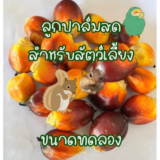 ลูกปาล์มสด อาหารนก กระรอก หนู ขนาดทดลอง 20-25 เมล็ด