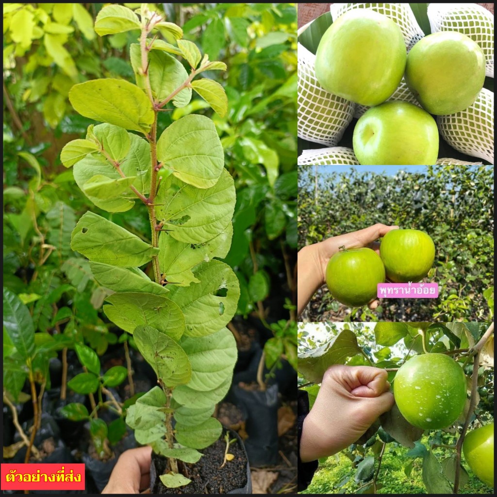 (2ต้น) ต้น เพาะเมล็ด สูง 25-30cm พุทราน้ำอ้อย ต้นพุทราน้ำอ้อย พุทรา ต้นพุทรา / happy