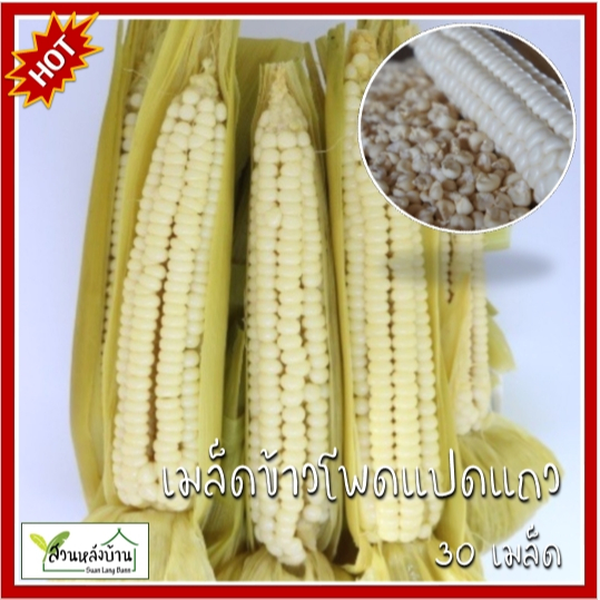 30 เมล็ด ข้าวโพดแปดแถว เมล็ดข้าวโพดแปดแถว เมล็ดข้าวโพด เมล็ดข้าวโพดข้าวเหนียวแปดแถว ข้าวโพด