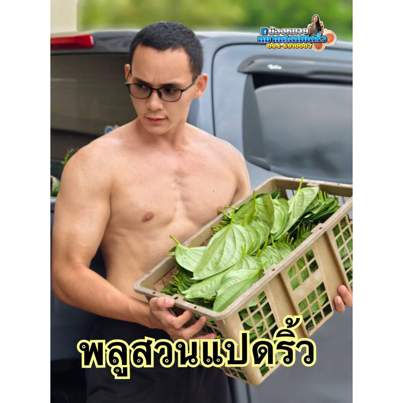 พลู กินกับหมาก พลูเหลือง พลูเขียว