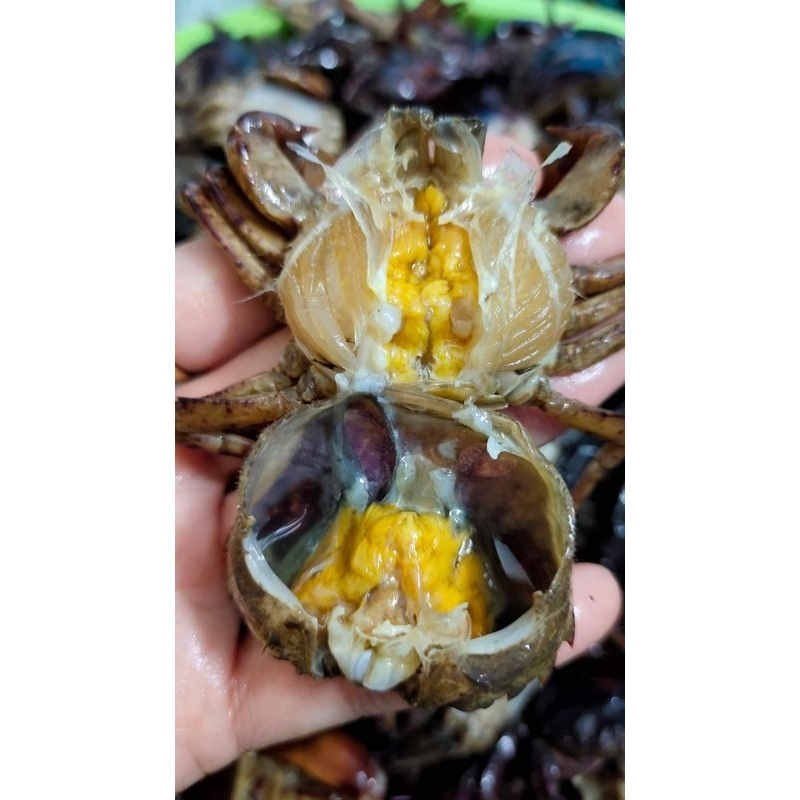 ปูนาดอง ปูดองใส่ส้มตำ ( แพค 500 กรัม ตัวล้วน ) สด สะอาด แซ่บ