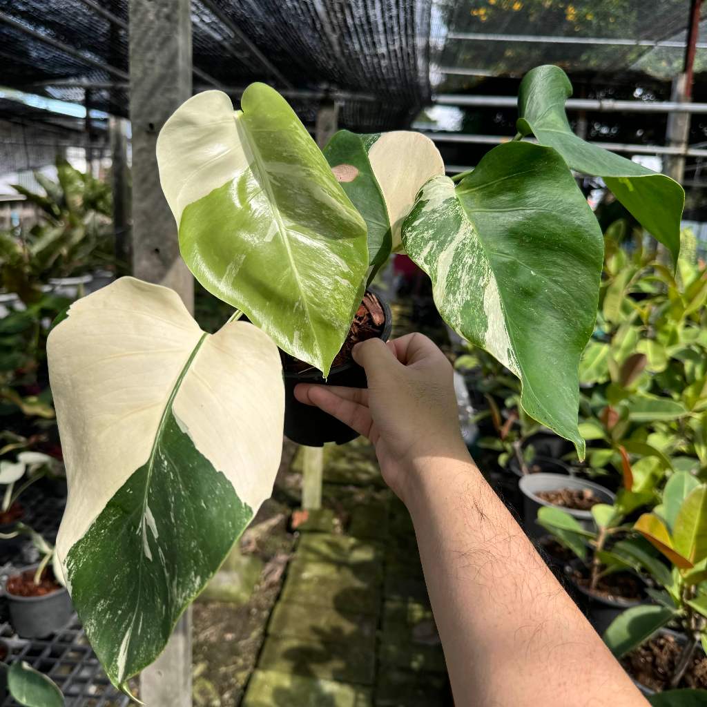 Monstera Albo Borsigiana Japan มอนสเตร่า อัลโบ้ เจแปน ไม้ด่าง