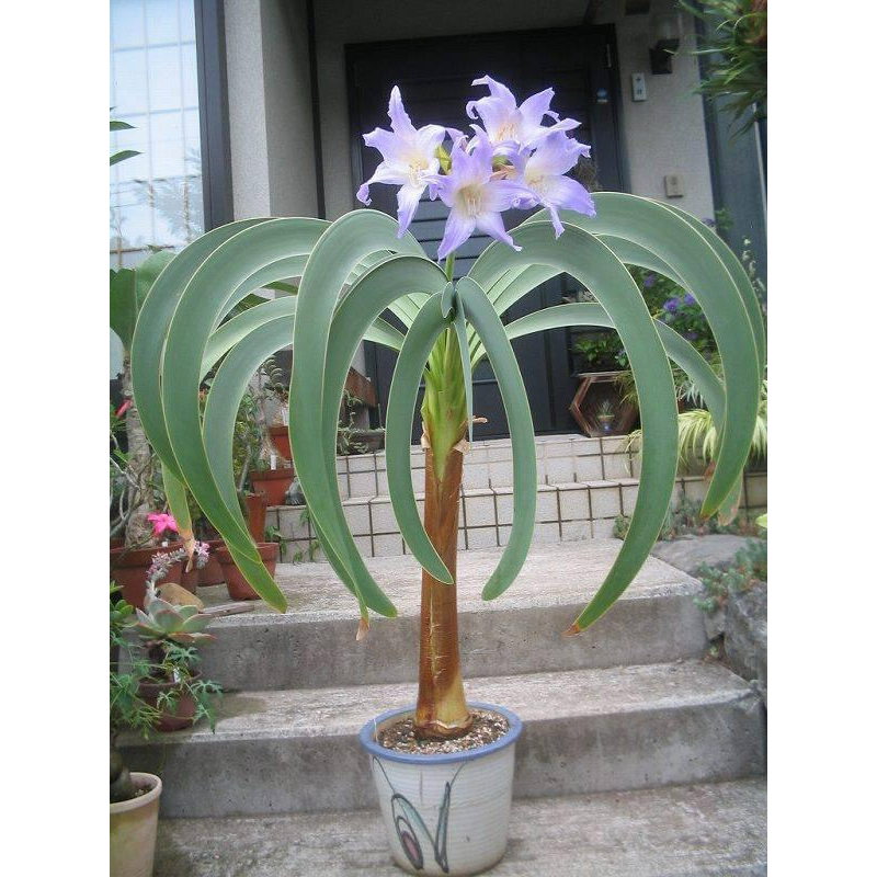 วอสเตย่า Worsleya procera สี่ทิศสีม่วง