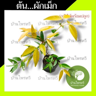 ต้นผักเม็ก เสม็ดชุน ไคร้เม็ด ยีมือแล เสม็ด เสม็ดเขา เสม็ดแดง เหม็ดชุน ขะเม็ก ผักเม็ก