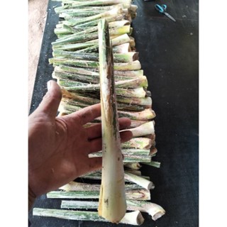 หน่อหวาย หวายหน่อ ยังไม่ปอกเปลือกชุด15หน่อ