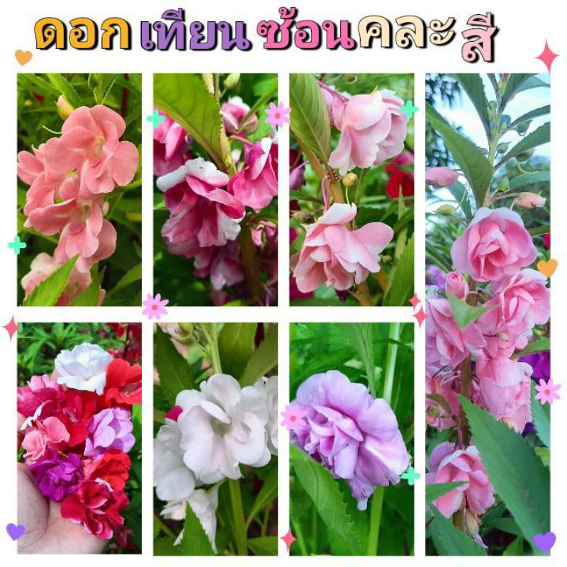 เมล็ดดอกเทียนซ้อน 40 เมล็ด ดอกเทียนกุหลาบด่าง คละสีดอก มีครบทุกโทนสี เมล็ดใหม่ งอกง่าย