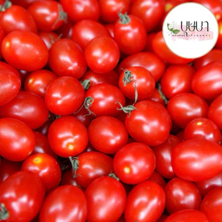 เมล็ดพันธุ์มะเขือเทศเชอร์รี่ 9 บาท 10 เมล็ด