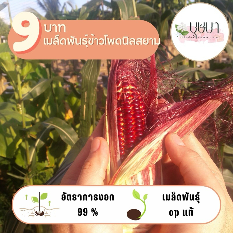 เมล็ดพันธุ์ข้าวโพดนิลสยาม จำนวน 100 เมล็ด