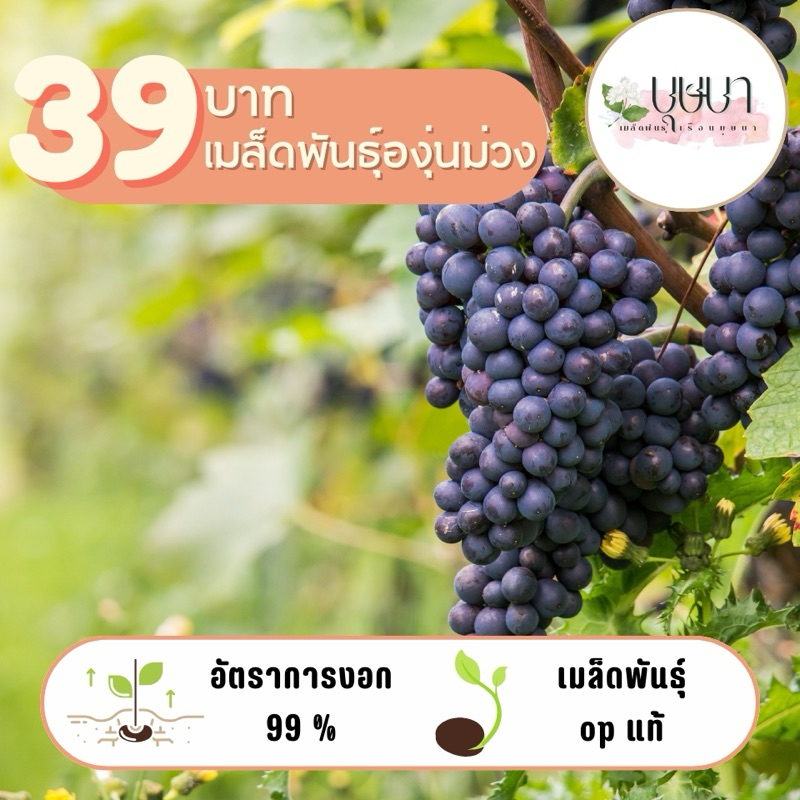 เมล็ดพันธุ์องุ่นม่วง 39บาท 100เมล็ด