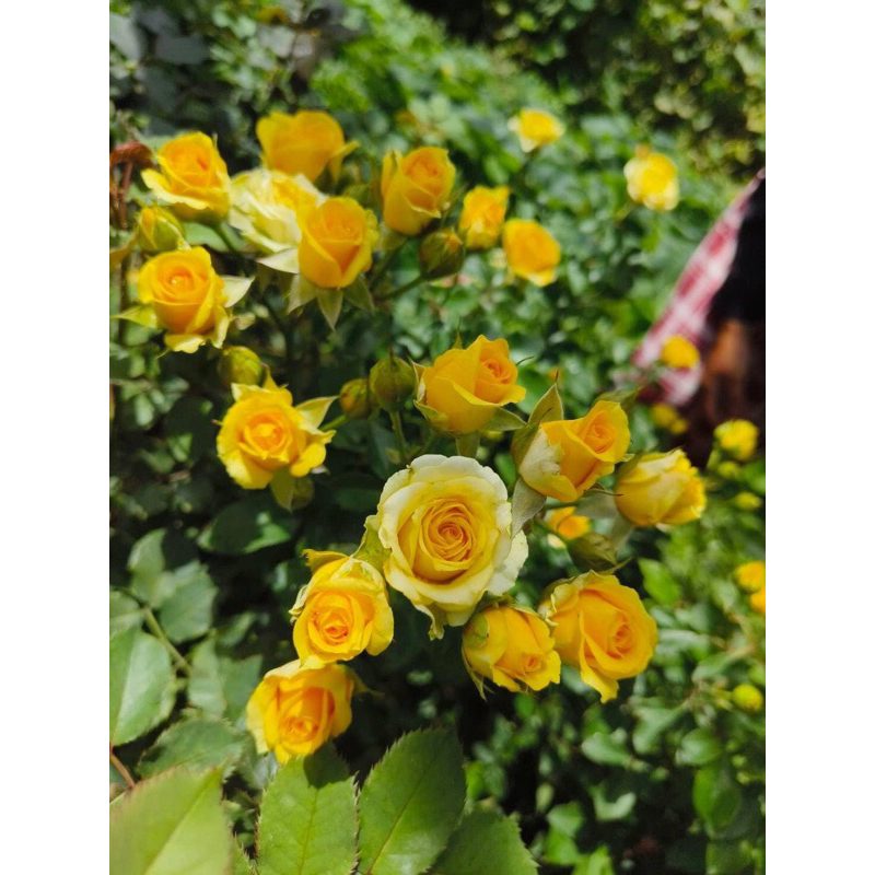 กุหลาบ-เยลโล่แฟร์ Yellow Fair ดอกดกเป็นพวง