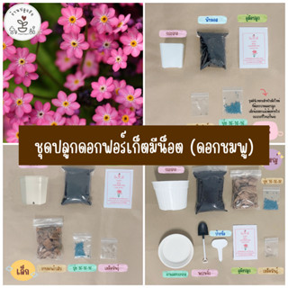 LXG : ชุดพร้อมปลูกฟอร์เก็ตมีน็อต (ดอกสีชมพู)  Pink For Get Me Not  ชุดพร้อมปลูกฟอร์เก็ตมีน็อต For Get Me Not  มี 3 ขนาด