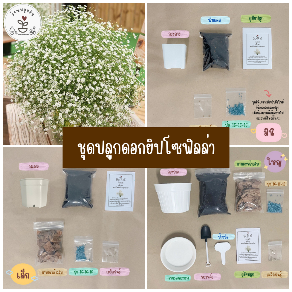 LXG : ชุดพร้อมปลูกยิปโซฟิลล่า (สีขาว) ชุดปลูกยิปโซฟิลล่า มี 3 ขนาด ราคาไม่แพงจ้า #ชุดปลูกดอกไม้
